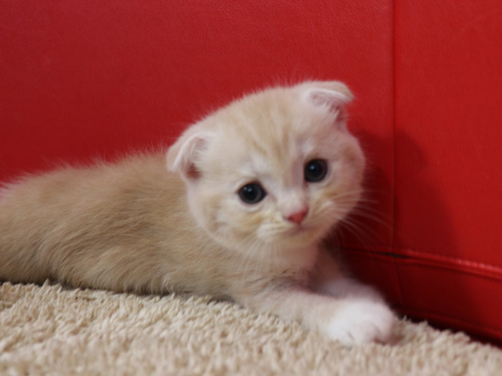 スコティッシュフォールドの子猫画像