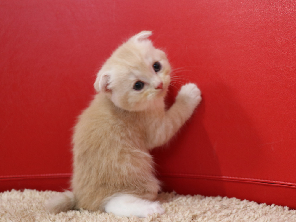 スコティッシュフォールドの子猫画像