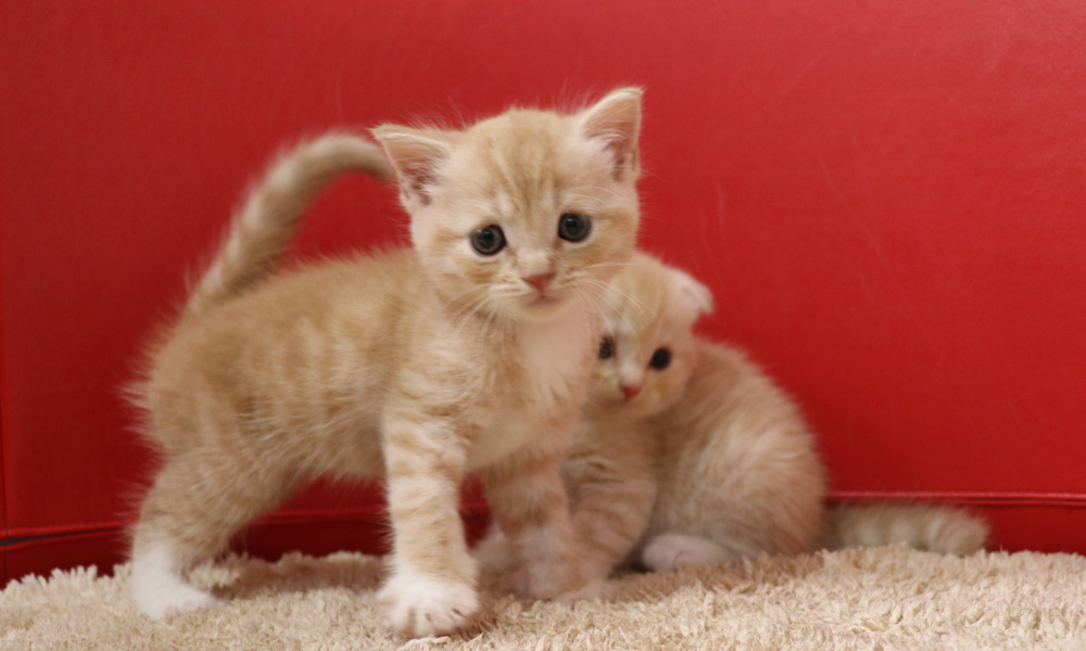 スコティッシュフォールドの子猫画像