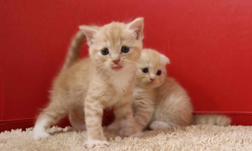 スコティッシュフォールドの子猫画像