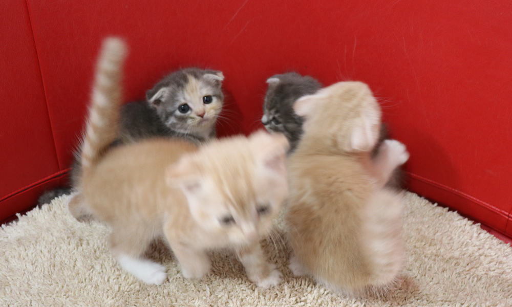 スコティッシュフォールドの子猫画像