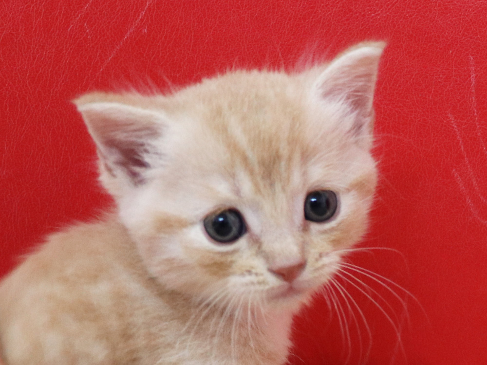 スコティッシュフォールドの子猫画像