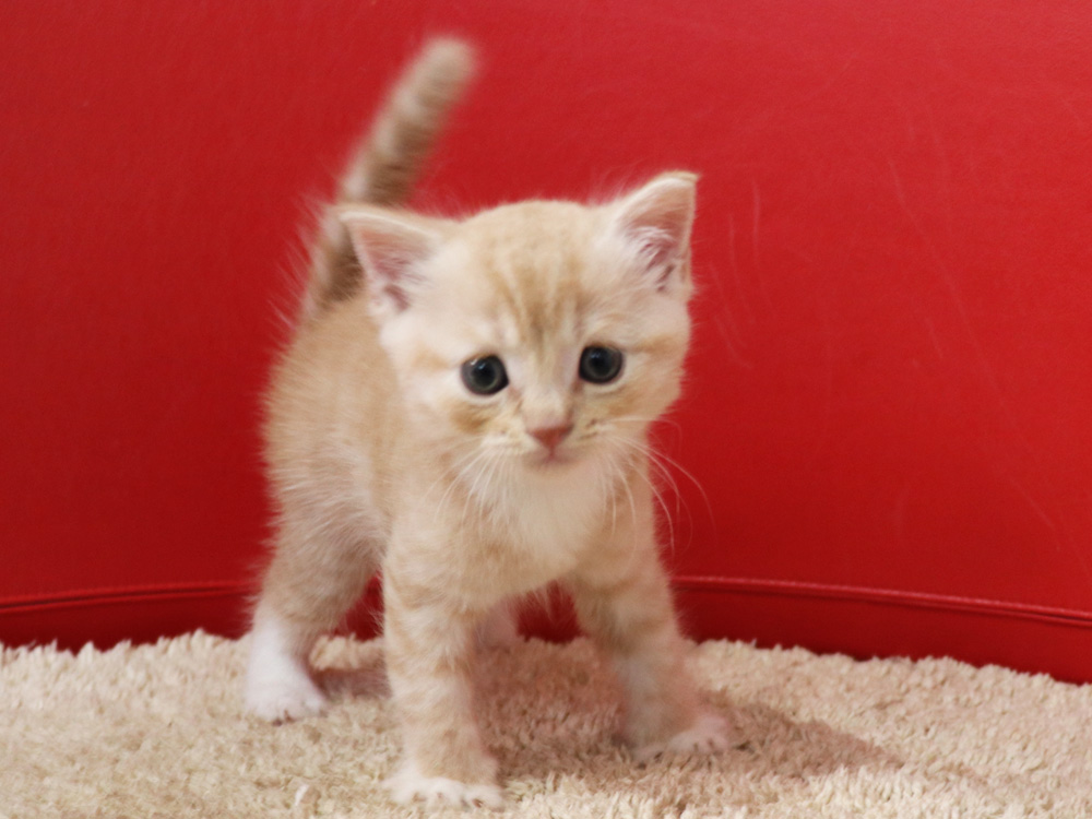 スコティッシュフォールドの子猫画像