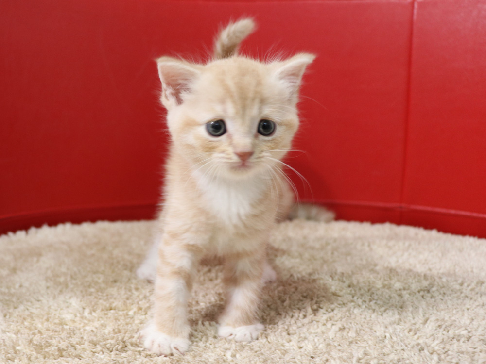 スコティッシュフォールドの子猫画像