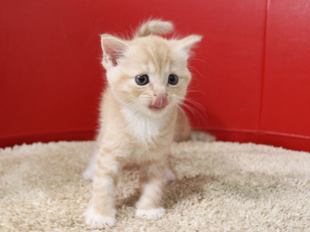 スコティッシュフォールドの子猫画像