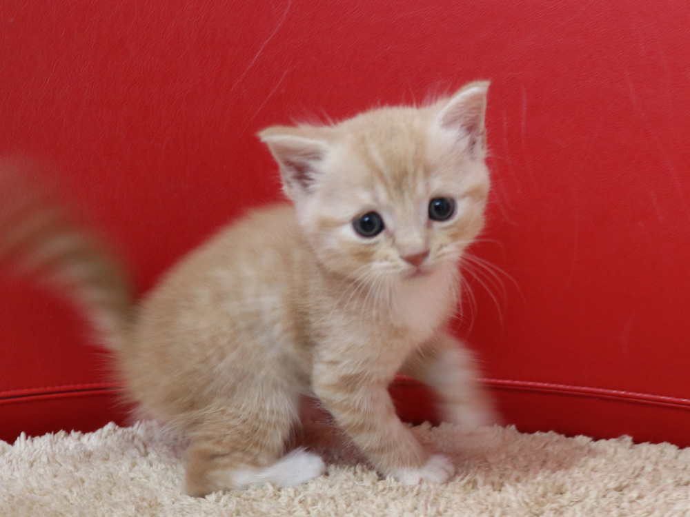 スコティッシュフォールドの子猫画像
