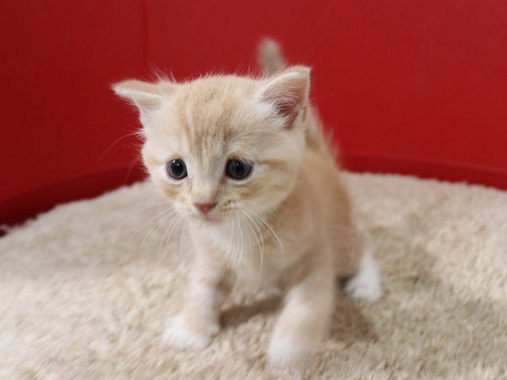 スコティッシュフォールドの子猫画像