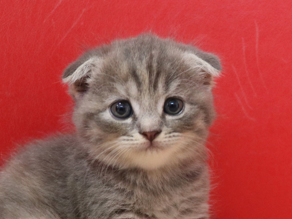スコティッシュフォールドの子猫画像