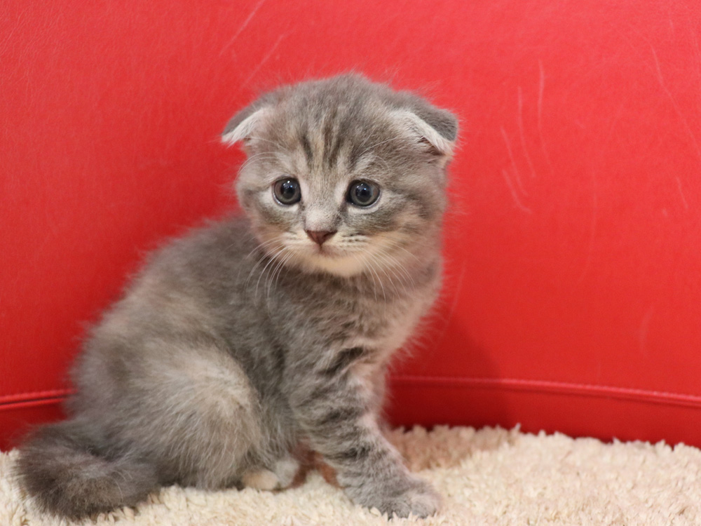 スコティッシュフォールドの子猫画像