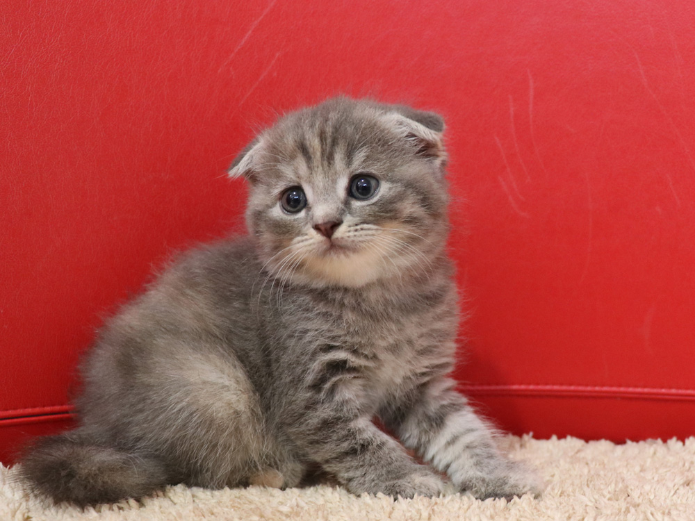 スコティッシュフォールドの子猫画像