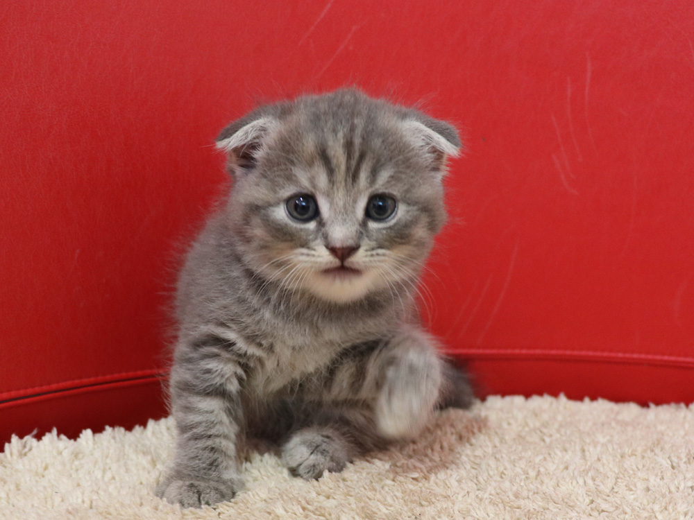 スコティッシュフォールドの子猫画像