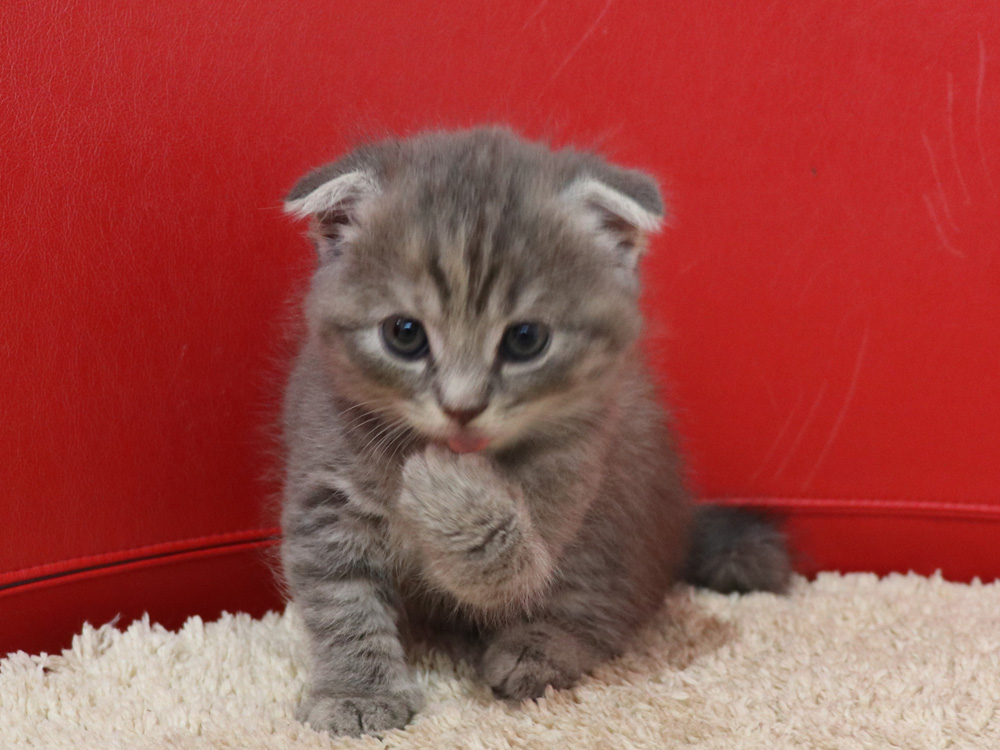 スコティッシュフォールドの子猫画像