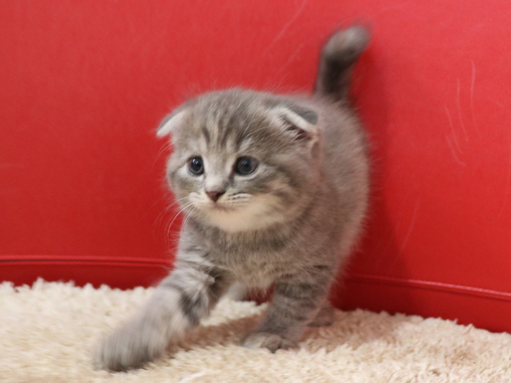 スコティッシュフォールドの子猫画像