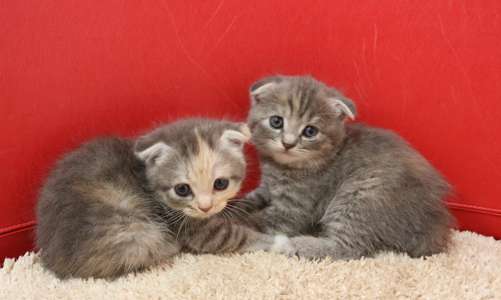 スコティッシュフォールドの子猫画像