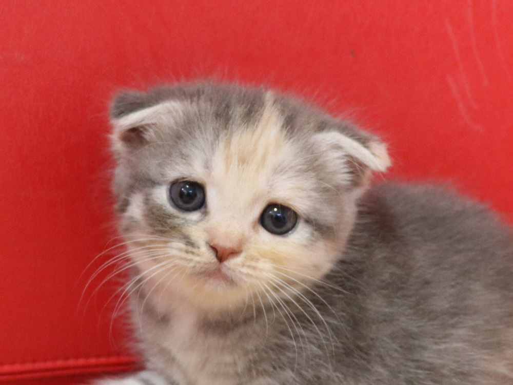 スコティッシュフォールドの子猫画像