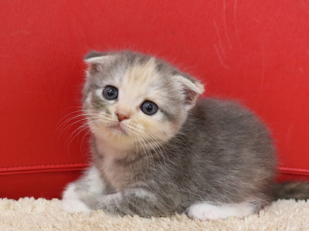 スコティッシュフォールドの子猫画像