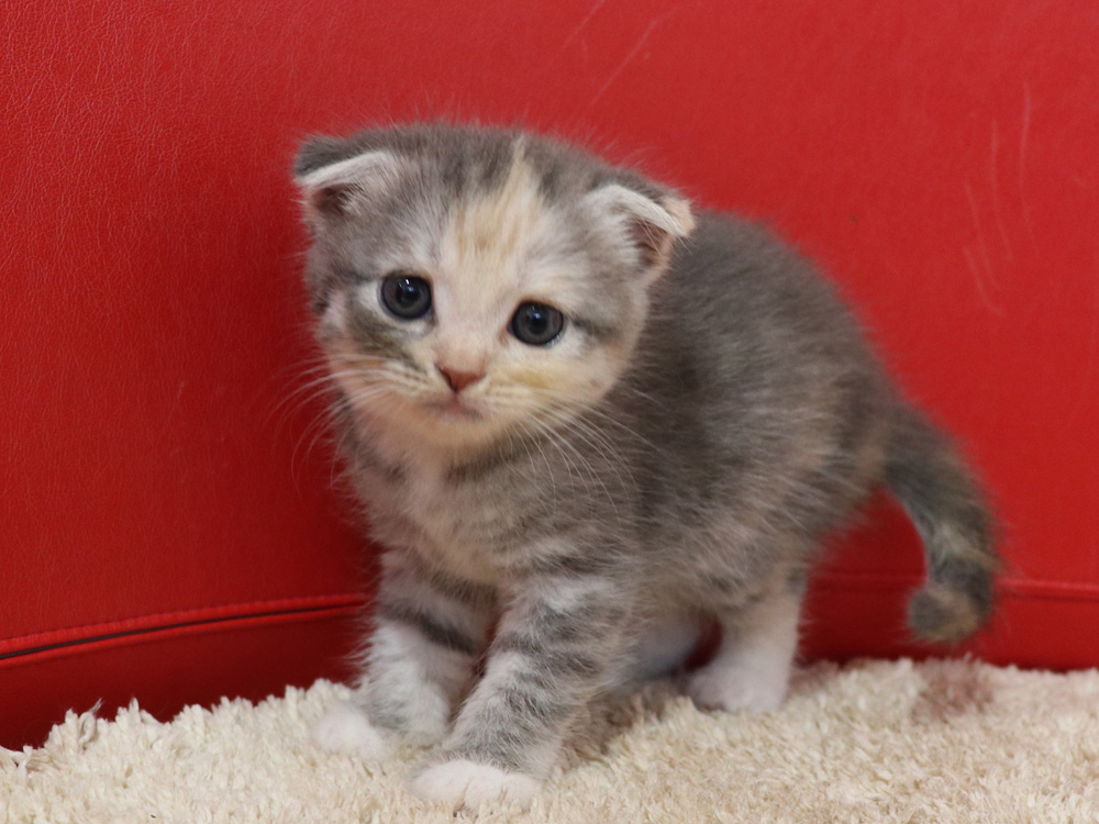 スコティッシュフォールドの子猫画像