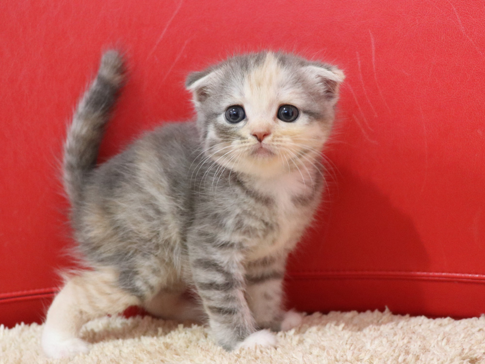 スコティッシュフォールドの子猫画像