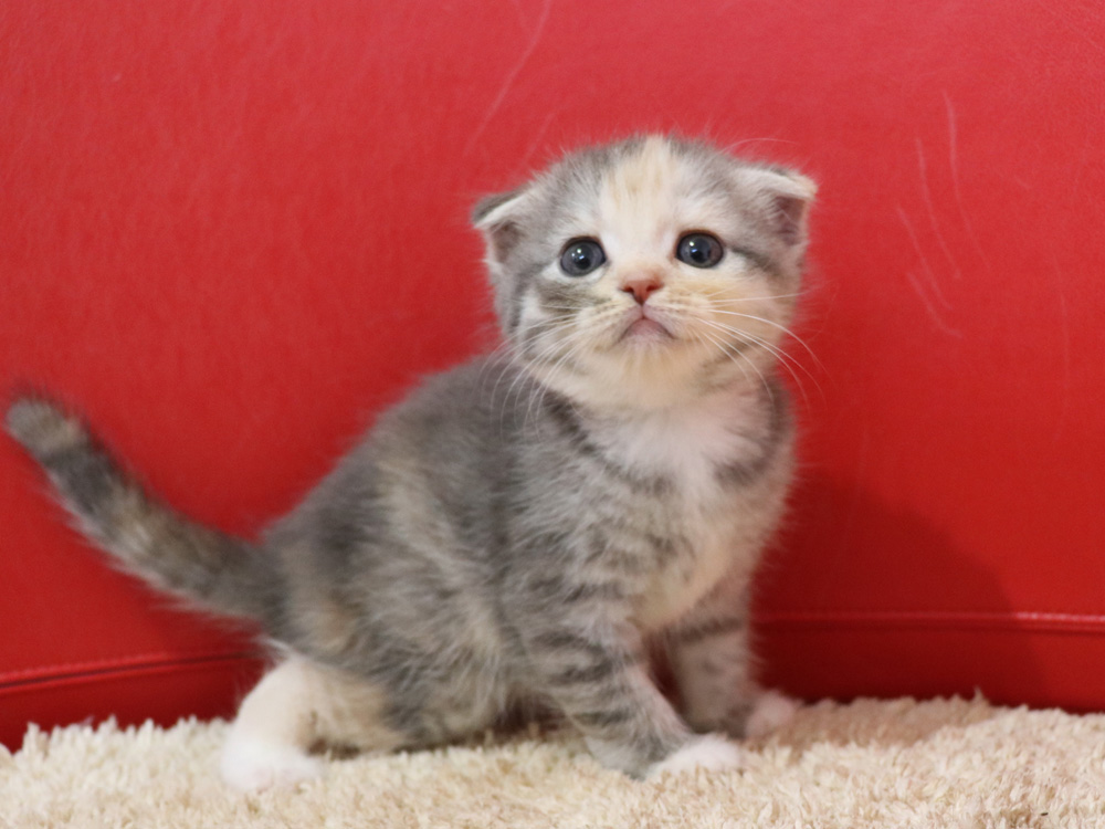 スコティッシュフォールドの子猫画像