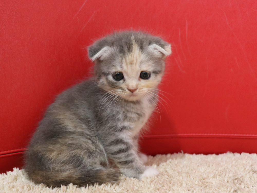 スコティッシュフォールドの子猫画像