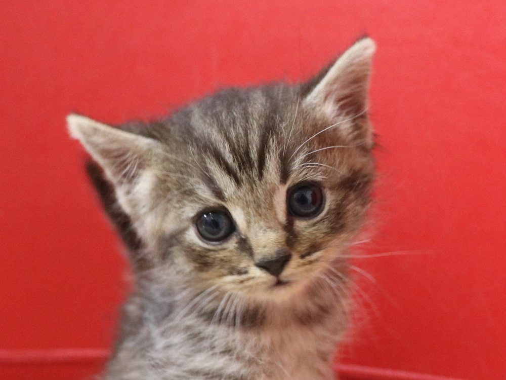 スコティッシュフォールドの子猫画像