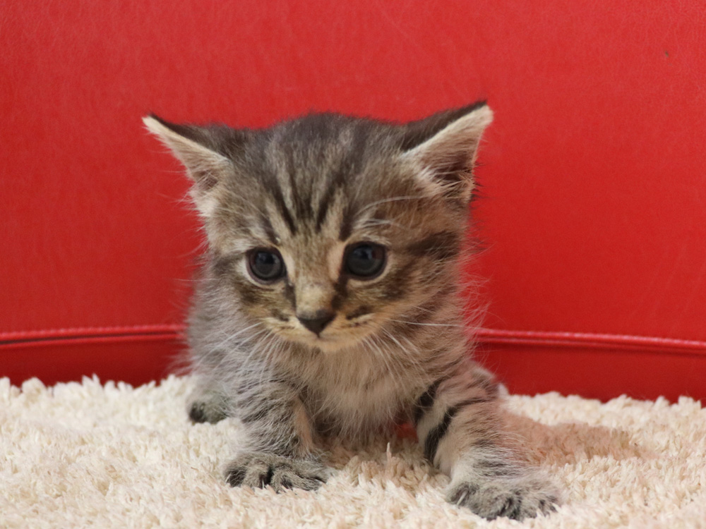 スコティッシュフォールドの子猫画像