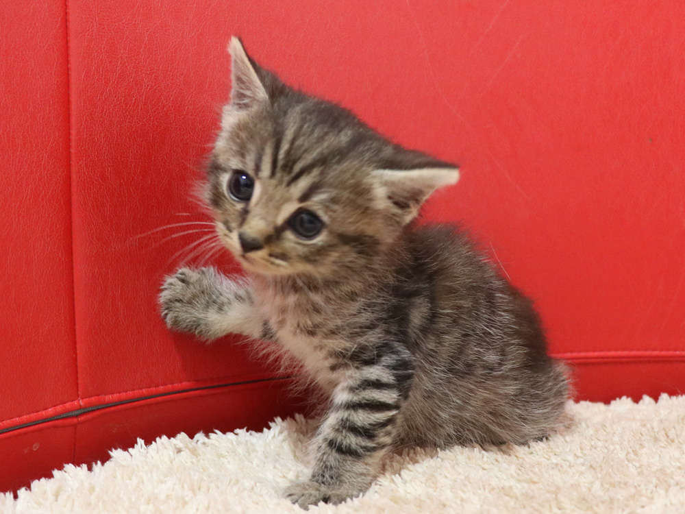スコティッシュフォールドの子猫画像