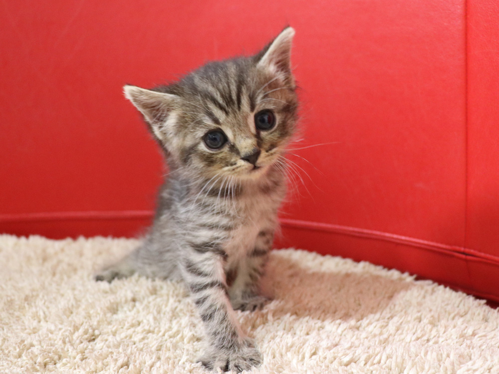 スコティッシュフォールドの子猫画像