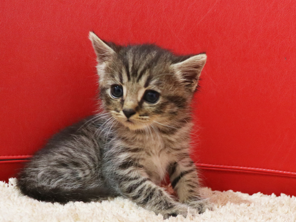 スコティッシュフォールドの子猫画像