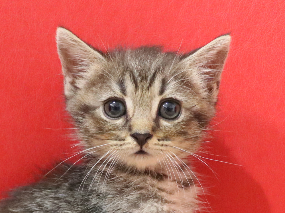 スコティッシュフォールドの子猫画像