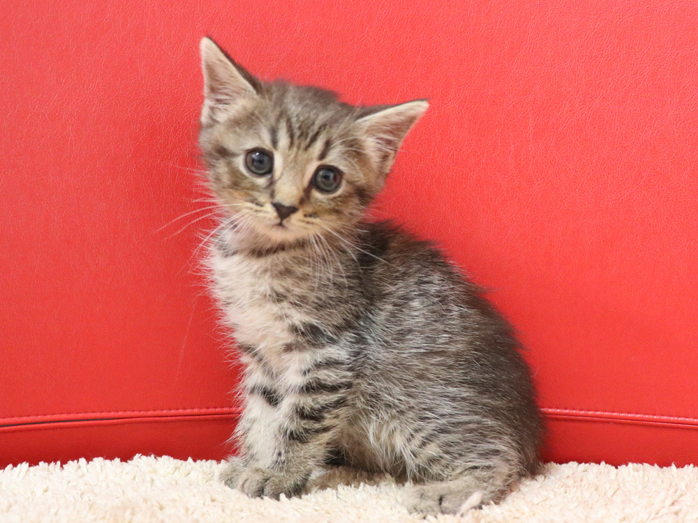 スコティッシュフォールドの子猫画像
