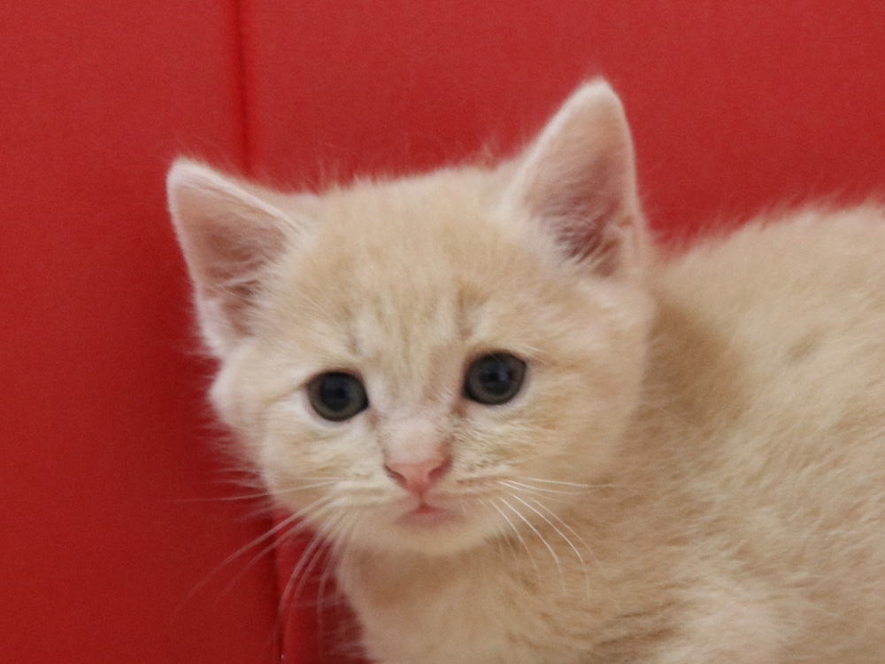 スコティッシュフォールドの子猫画像