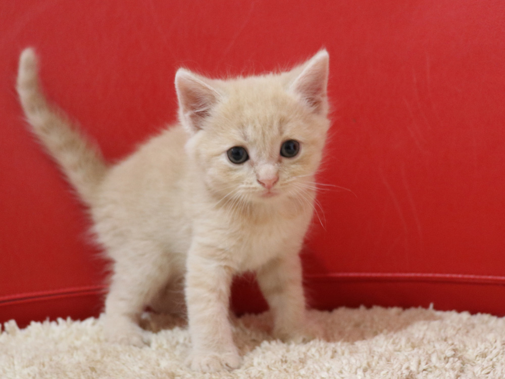スコティッシュフォールドの子猫画像