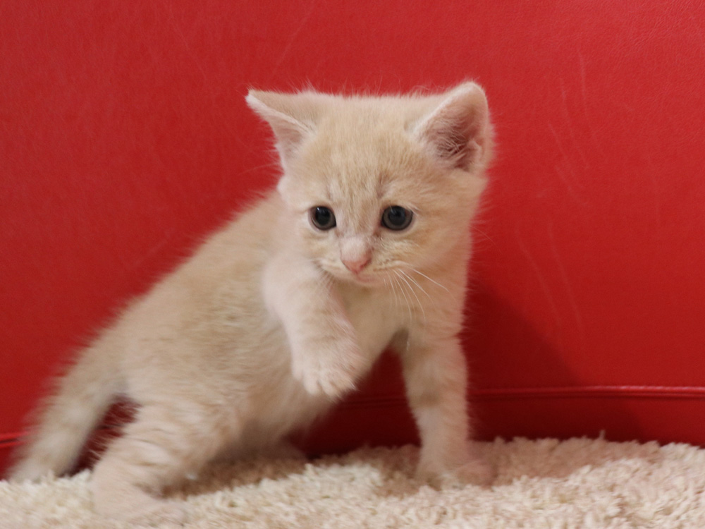 スコティッシュフォールドの子猫画像