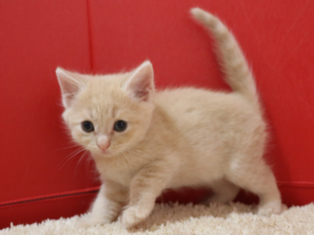 スコティッシュフォールドの子猫画像