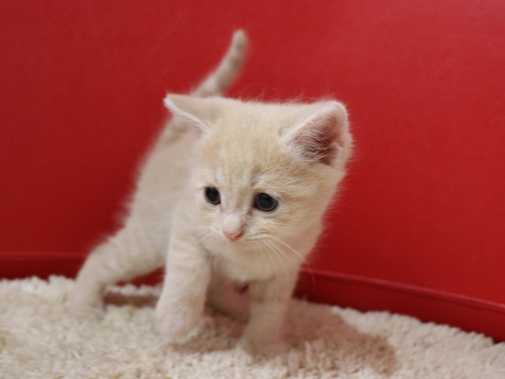 スコティッシュフォールドの子猫画像