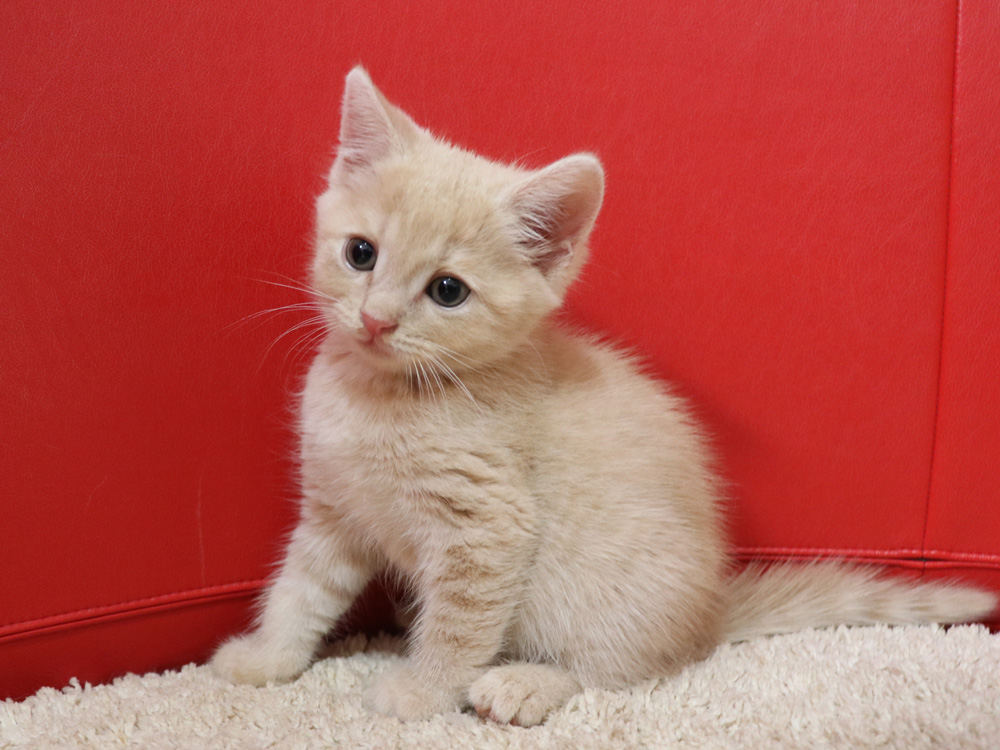 スコティッシュフォールドの子猫画像