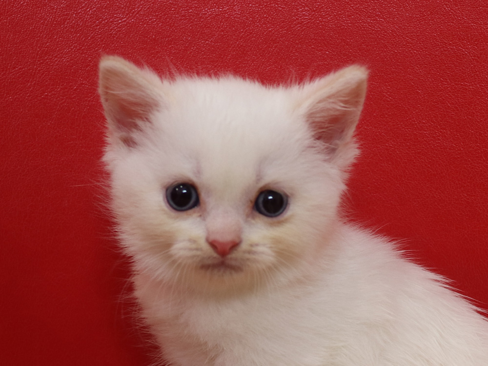 スコティッシュフォールドの子猫画像