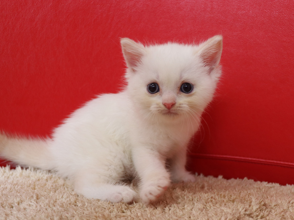 スコティッシュフォールドの子猫画像