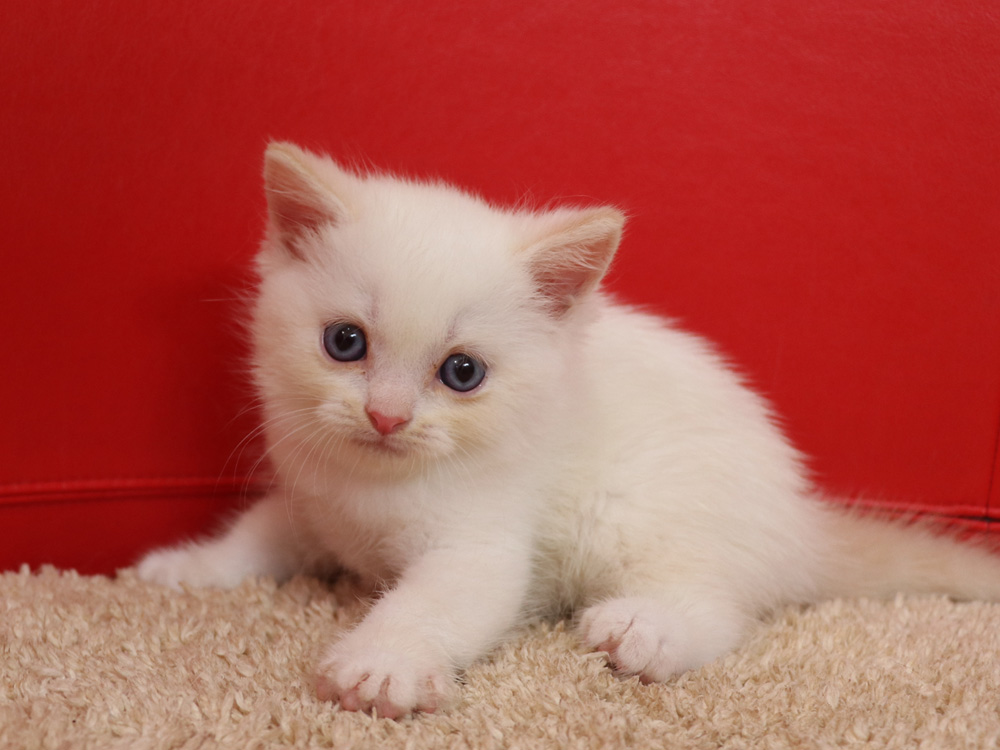 スコティッシュフォールドの子猫画像