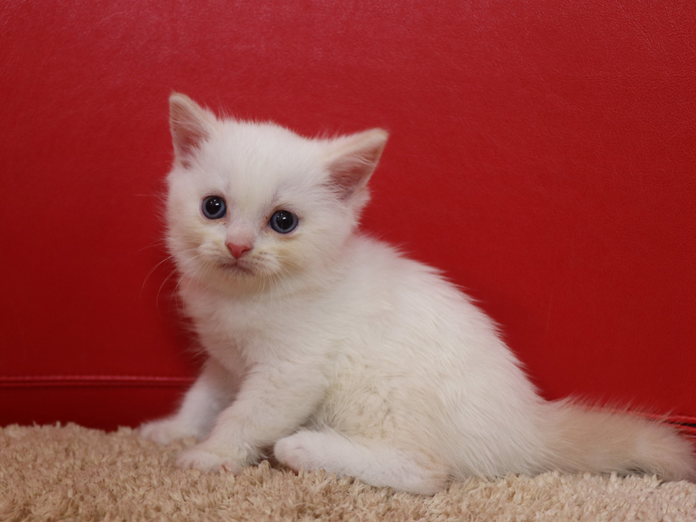 スコティッシュフォールドの子猫画像