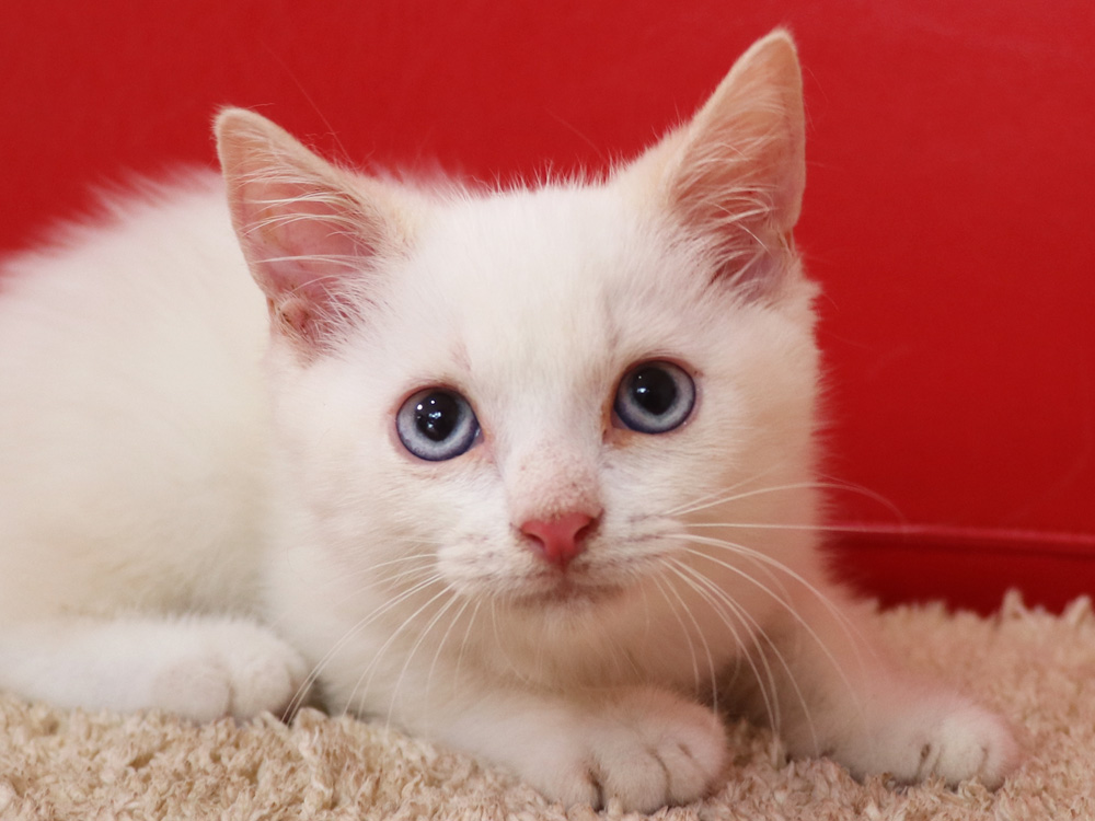 スコティッシュフォールドの子猫画像
