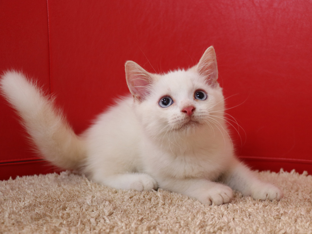 スコティッシュフォールドの子猫画像