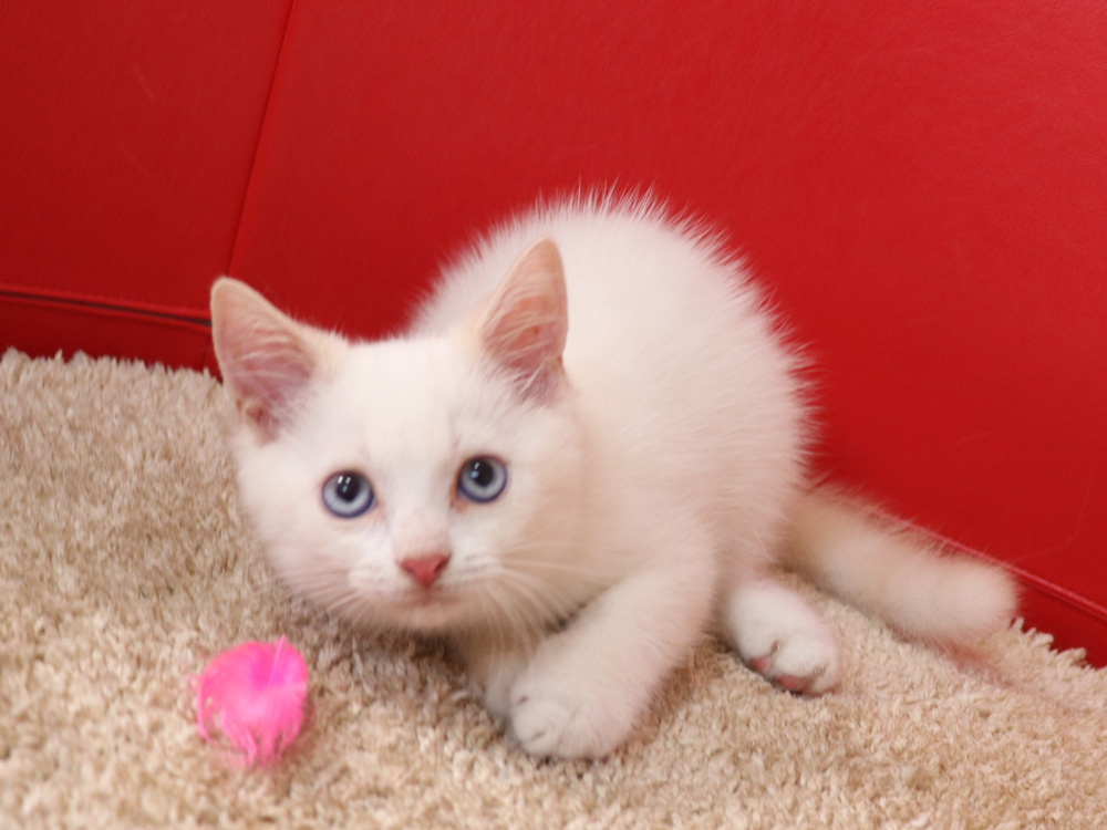 スコティッシュフォールドの子猫画像