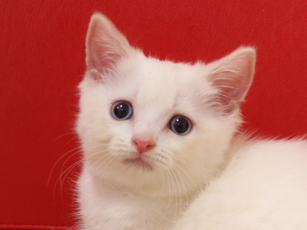スコティッシュフォールドの子猫画像