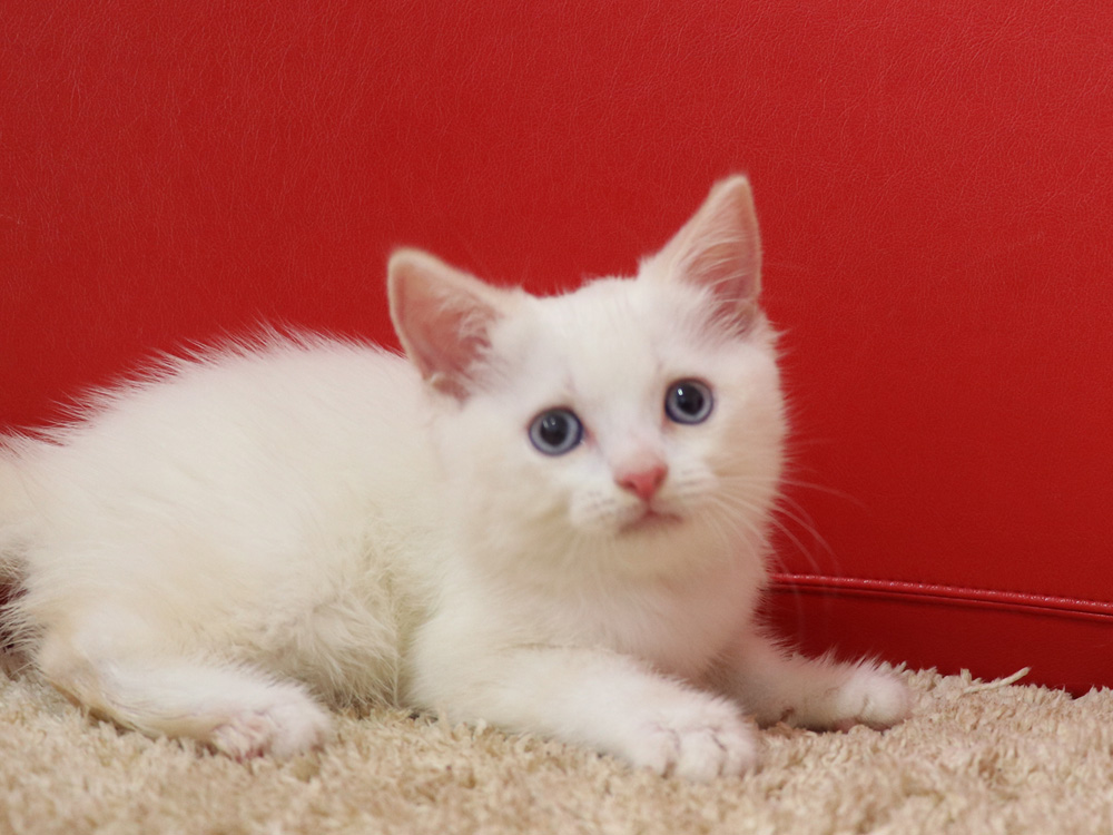 スコティッシュフォールドの子猫画像