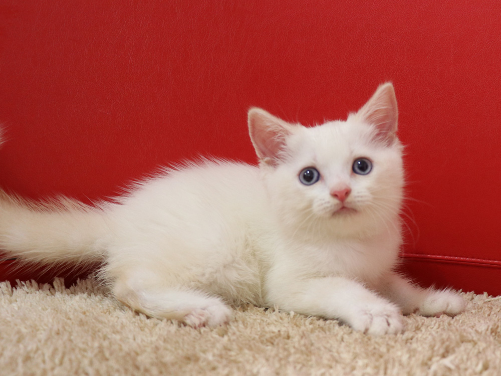 スコティッシュフォールドの子猫画像