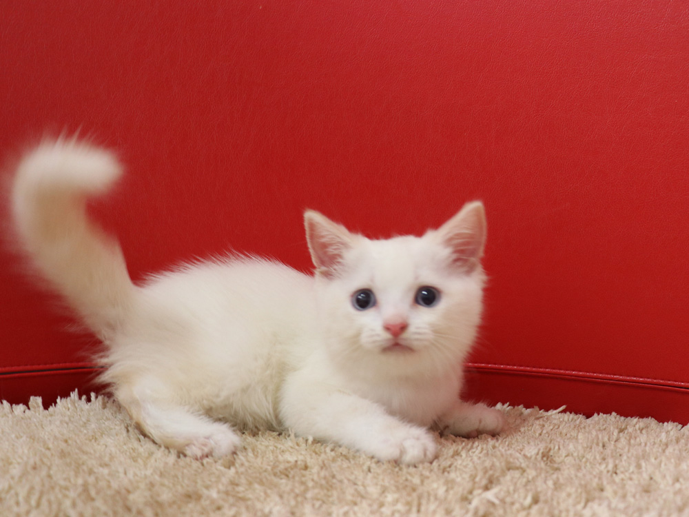 スコティッシュフォールドの子猫画像