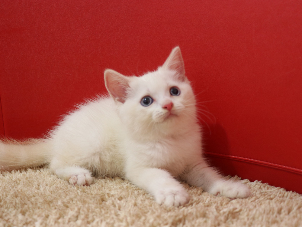 スコティッシュフォールドの子猫画像