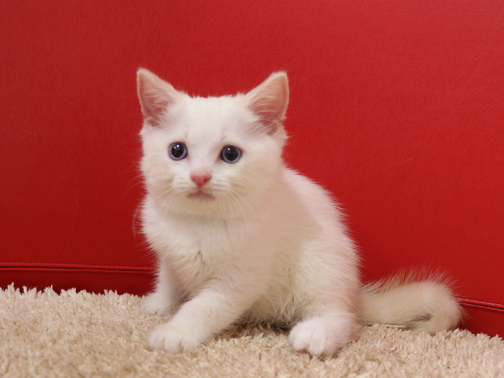 スコティッシュフォールドの子猫画像